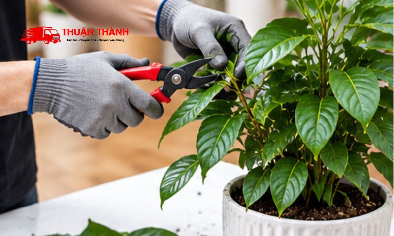 Cách vận chuyển cây cảnh khi chuyển nhà