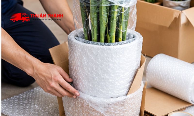 Cách vận chuyển cây cảnh khi chuyển nhà