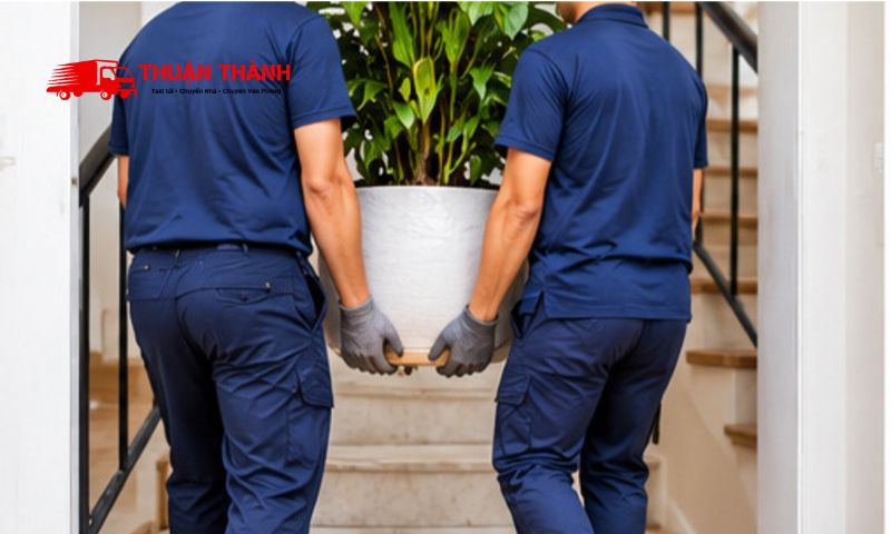 Cách vận chuyển cây cảnh khi chuyển nhà