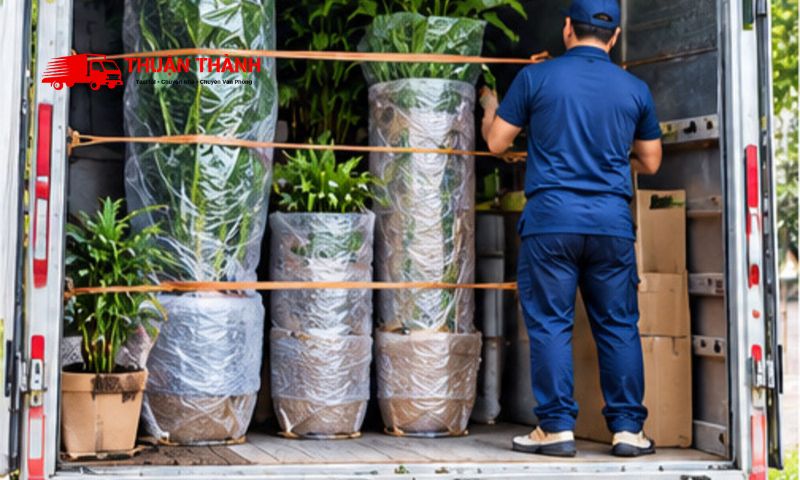 Cách vận chuyển cây cảnh khi chuyển nhà