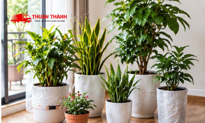 Cách vận chuyển cây cảnh khi chuyển nhà